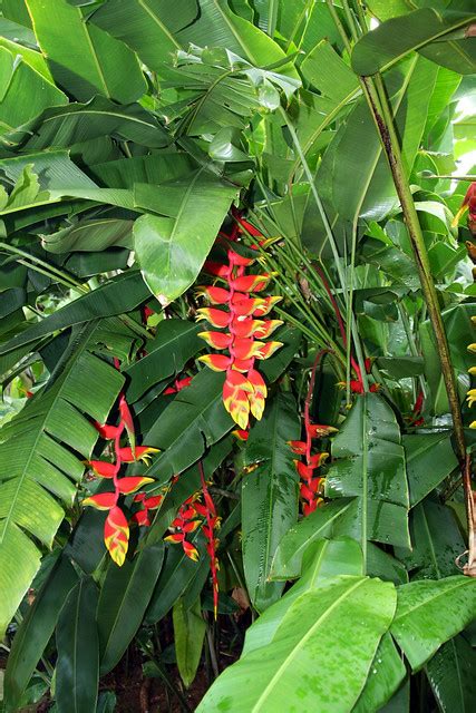 Heliconia Rostrata Ruiz And Pav A Photo On Flickriver