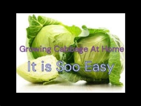Growing Cabbage At Home Is Very Easy Tips To Growing Cabbage Is As