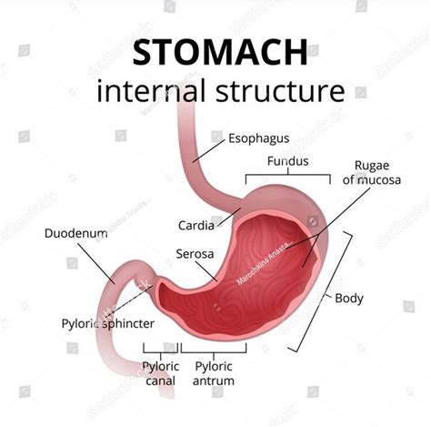 Stomach Internal Structure Medizzy