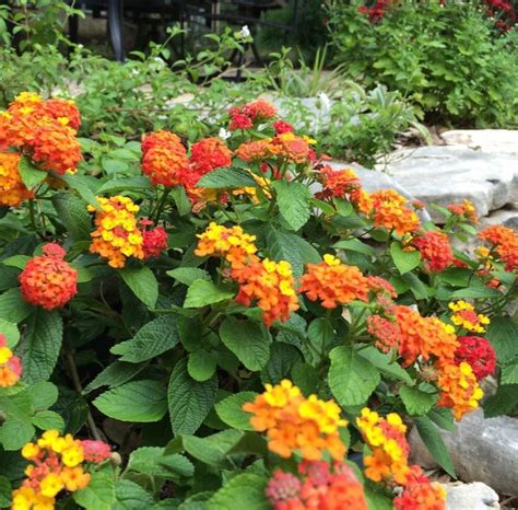 Texas Lantana Lantana Horrida Lantana Xeriscape Low Growing Shrubs