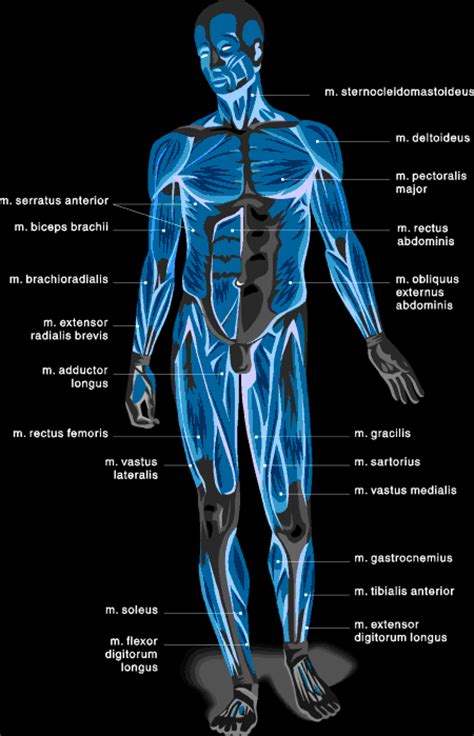 Female bodybuilding, fitness, figure & bikini. Muscle Chart: Anatomical Muscle Chart - SteroidsLive