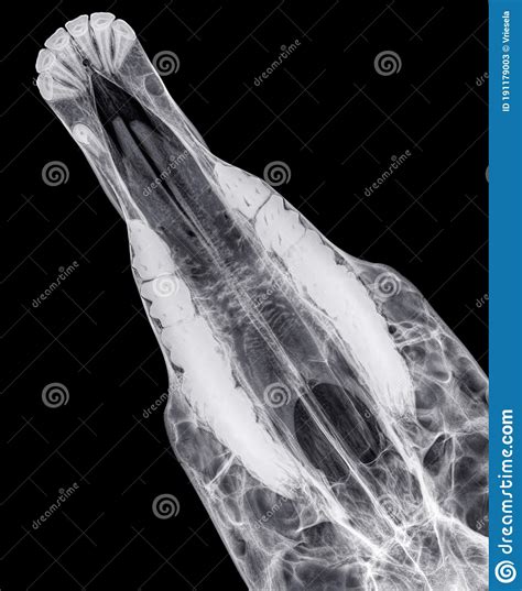 Dorso Ventral X Ray Of The Thorax And Abdomen Of A Cat Stock