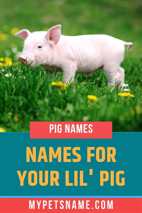 Pig Names Pet Names Pig Funny Pigs