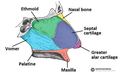 Ethmoid Bone Labeled Nasal Septum