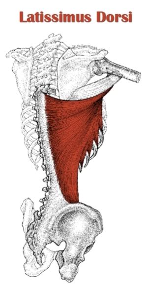 The Definitive Guide To Latissimus Dorsi Anatomy Exercises And Rehab