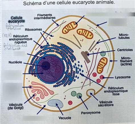 Schéma Dune Cellule Eucaryote Animale Diagram Quizlet