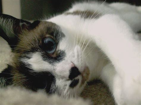 Free Images Girl White Animal Cute Pet Fur Fluffy Kitten