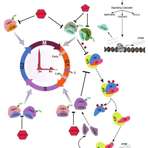 A Comprehensive Schematic Illustration Of Mammalian Cell Cycle