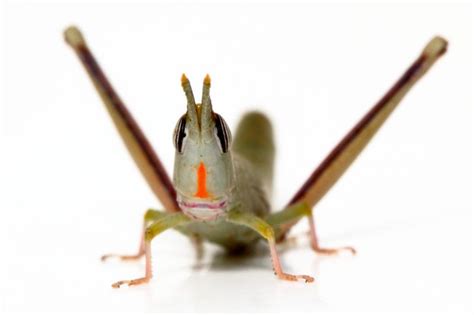 Males Need Not Apply Research On Grasshopper Species Unravels The Benefits Of Giving Up Sex
