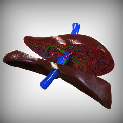 Liver Anatomy 3d