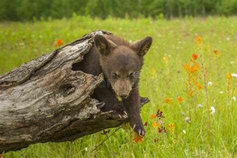 Black Bear Cub In A Hollow Log Stock Photo Image Of Hollow Explores