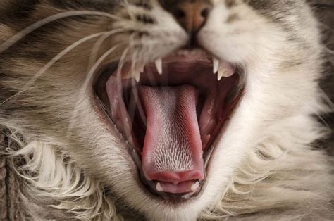 Why Are Cat Tongues Rough Excited Cats