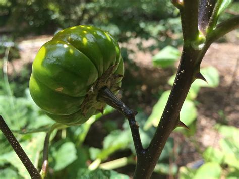 Pumpkin on a Stick Ornamental Eggplant (Yes... Eggplant!) - GardensAll