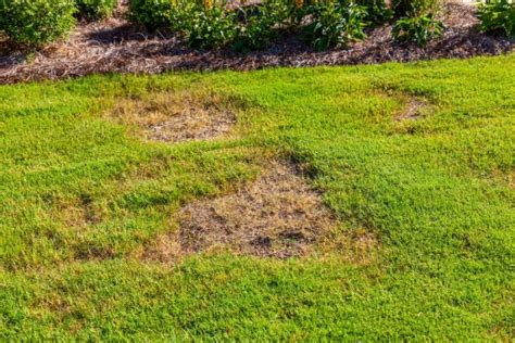 What Causes Dry Patches On Grass