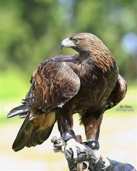 Willie salgado, rene corvo, gustavo castillo. Golden Eagle | Birds of prey, Golden eagle, Beautiful birds