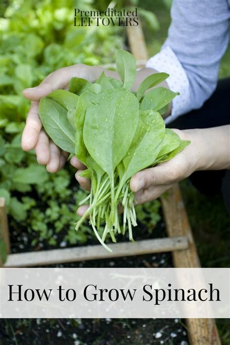 Tips For Growing Spinach In Your Garden