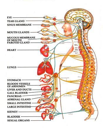 Attached to the bones of the skeletal in these organs, muscles serve to move substances throughout the body. Waukee Wellness Healthy Living Blog: July 2012
