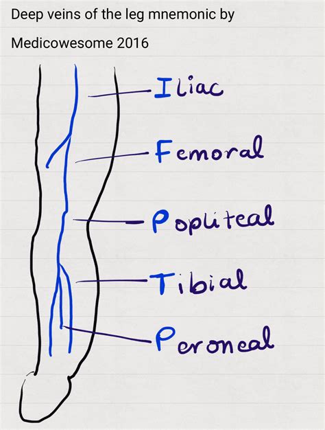Medicowesome Superficial And Deep Veins In Upper And Lower Extremity
