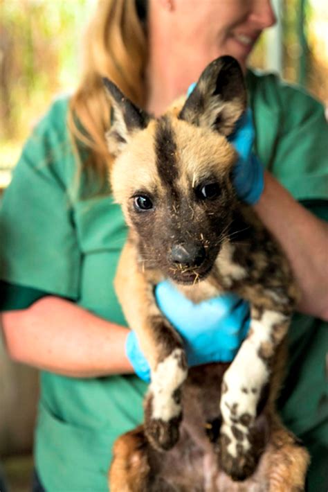 Painted Dog Pups Get Names And Their First Checkup Zooborns