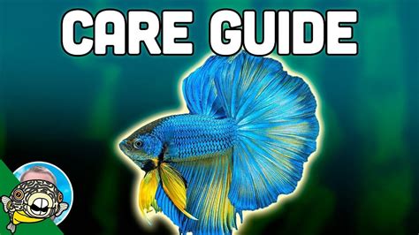 Betta Fish Care Guide Betta Fish Tanks Aquarium Co Op Healthypetsblog