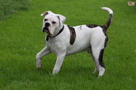 Read Indepth Old Tyme Bulldog Dog Breed Facts Including Popularity