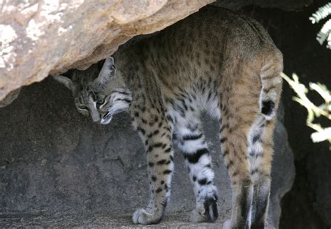 The complete illustrated encyclopedia of cats & kittens. Learn more about wild cats during talk at Colossal Cave ...