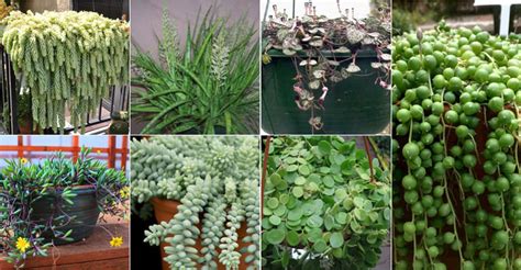 7 Popular Hanging Succulent Plants World Of Succulents