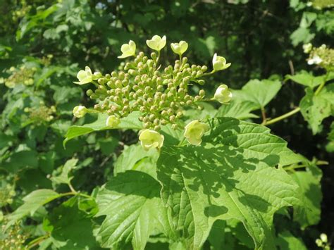 Growing Viburnum Plants A Guide To Propagation Planting And Care