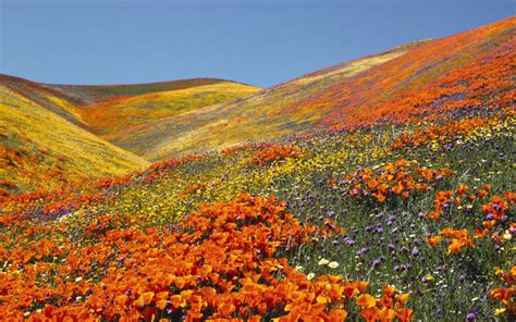 California Poppy Field Hd Wallpaper Hd Wallpapers