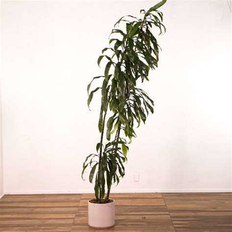Live Indoor Bamboo House Plant W White Planter Loveseat