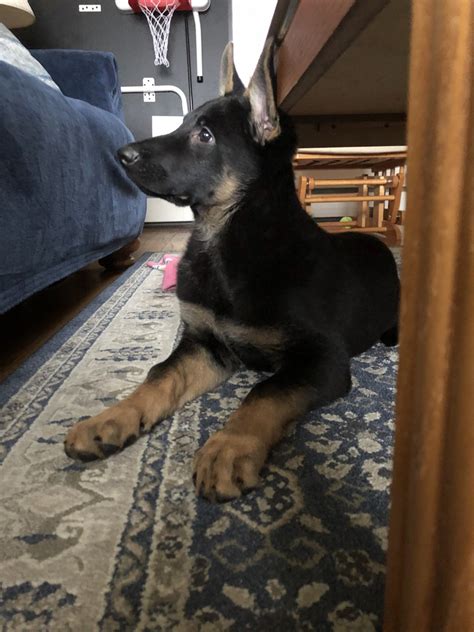 Live the amazing life of a dog owner and opt for one of our german shepherd puppies for sale. German Shepherd Puppies For Sale | Johnstown, PA #322041