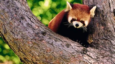 Red Panda Nature Hd Desktop Wallpapers 4k Hd
