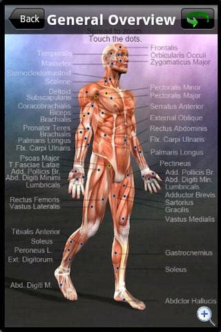 Approximately 639 muscles make up the human body. Learn Muscles: Anatomy Review | Educational App Store