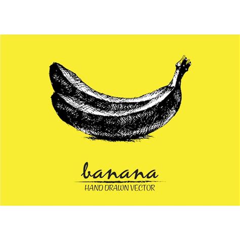 Hand Drawn Bananas Design Vector Free Download