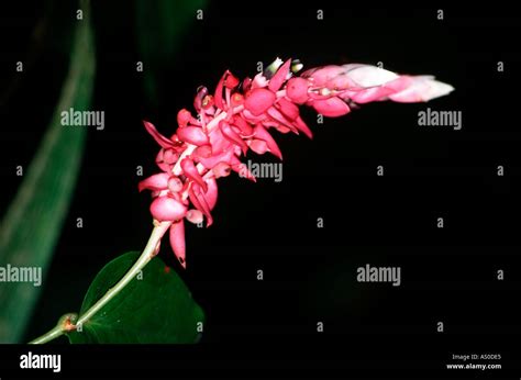 Flora Costa Rica Stock Photo Alamy