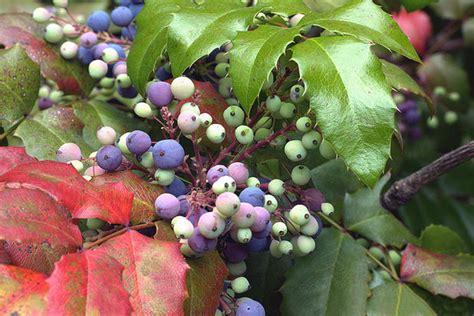 Just about every state has a university cooperative extension service that can provide a list of plants that are generally less popular with visiting deer. 10 Top Native Plants for Northern California Gardens