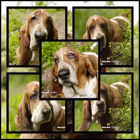 The Best Wallpaper Blog Basset Hound Dog Wallpapers Pack