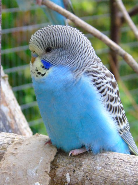 It means that you can create a really strong bond with your budgie but at the same time, the bird likes its own company which means it isn't going to eat hours of your day. Budgie! I had one that had similar colours, and her name ...