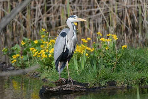 North Carolina Is Home To 11 Types Of Herons Nature Blog Network
