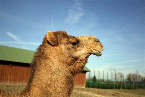 Camel dromedary, dromedary hump, msr dromedary, bactrian, dromedary camels, dromedary bag, bactrian camel, what is dromedary, camel and dromedary. Dromedary - Safari Ravenna loc. Mirabilandia