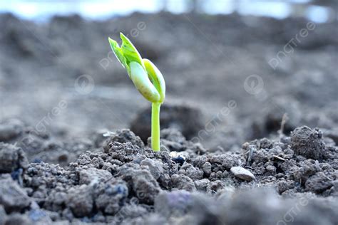 Photo Of Plant Bean Sprouts Breaking Through The Soil Background Broke