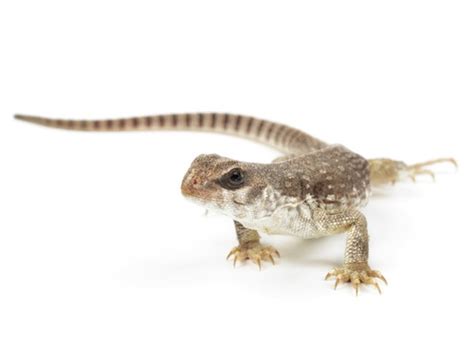 The desert iguana is native to new austin. Desert Iguana for Sale | Reptiles for Sale