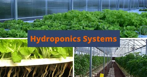 5 Different Types Of Hydroponics System For Home And Commercial Use