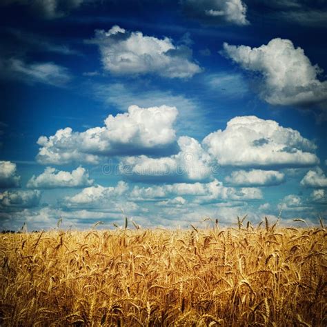 Golden Wheat Field With Blue Sky In Background Stock Image Image Of