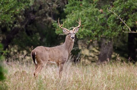 Whitetailed Deer Buck Stock Photo Image Of Nature Whitetailed 79879560