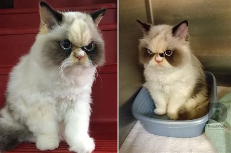 Theres A New Grumpy Cat And She Looks Grumpier Than The Og Grumpy Cat