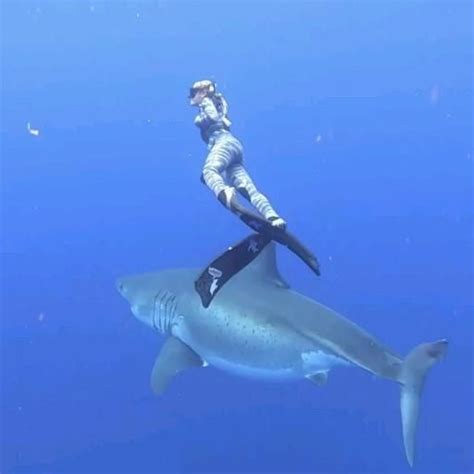 Ocean Ramsey And Her Team Encountered This 20 Ft Great White Shark Near