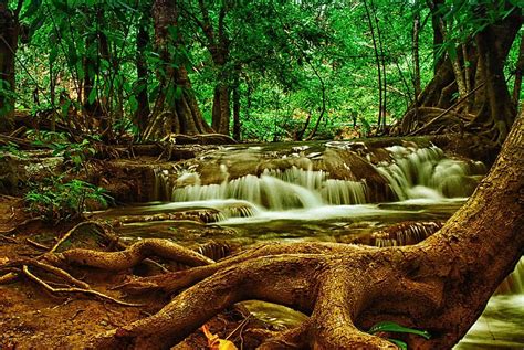 Tree Waterfall Forest Nature National Park Thailand Woods Pikist