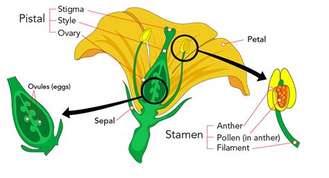 Sexual Reproduction In Flowering Plants An Overview And Explanation