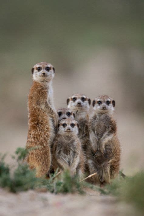 900 Meerkats Make Me Smile Ideas In 2021 Meerkat Cute Animals